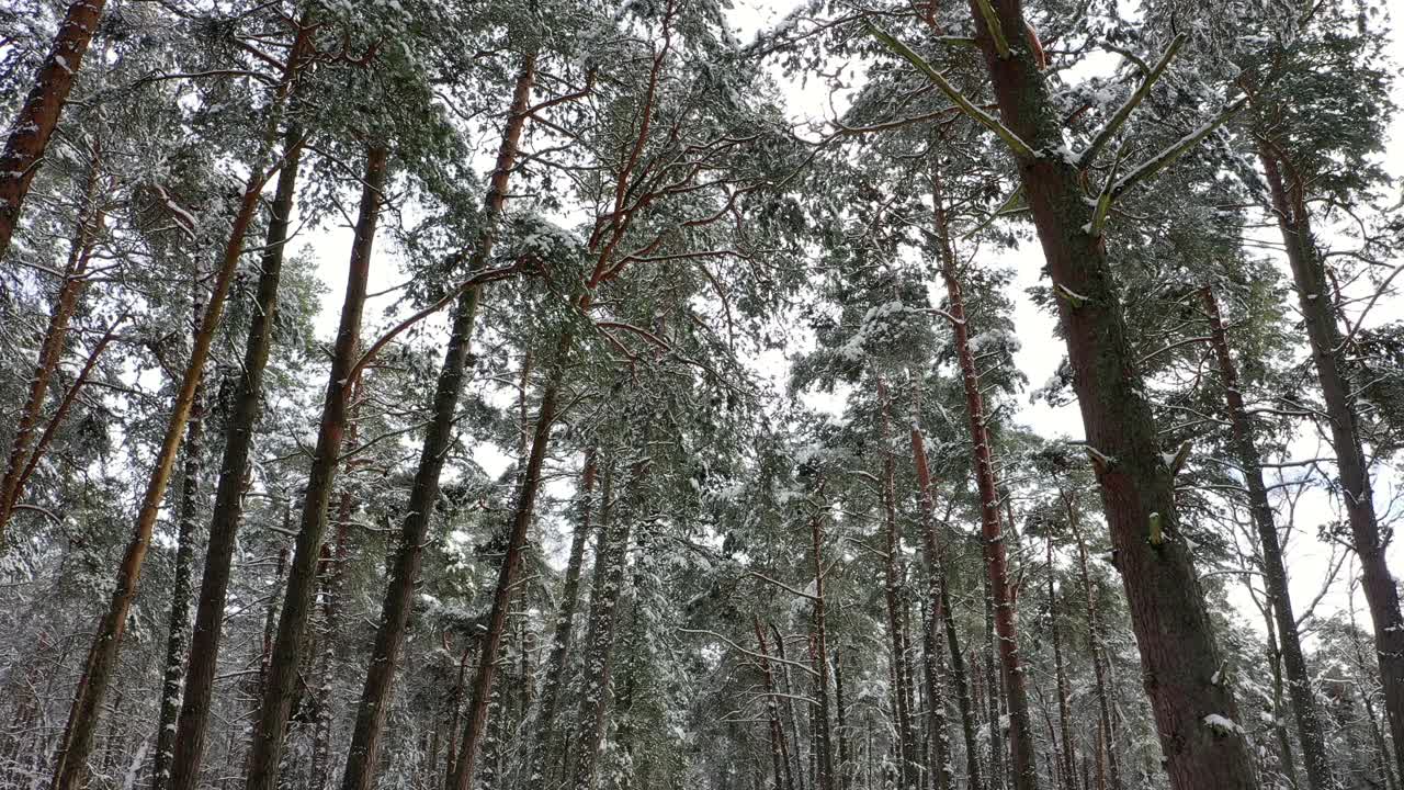 冬天的本性。路在白雪皑皑的森林里，树与树之间，在下雪的时候。视频素材