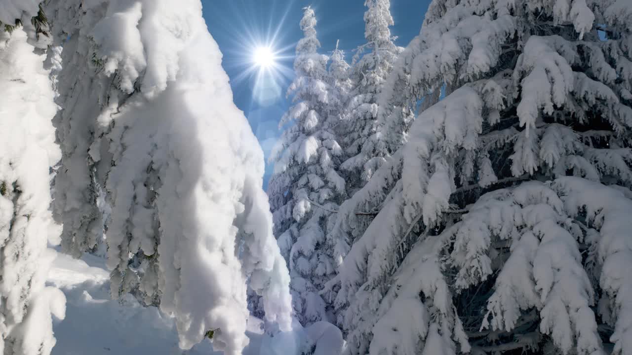 摄影:冬日森林——白天，阳光在白雪覆盖的树木间闪耀视频素材