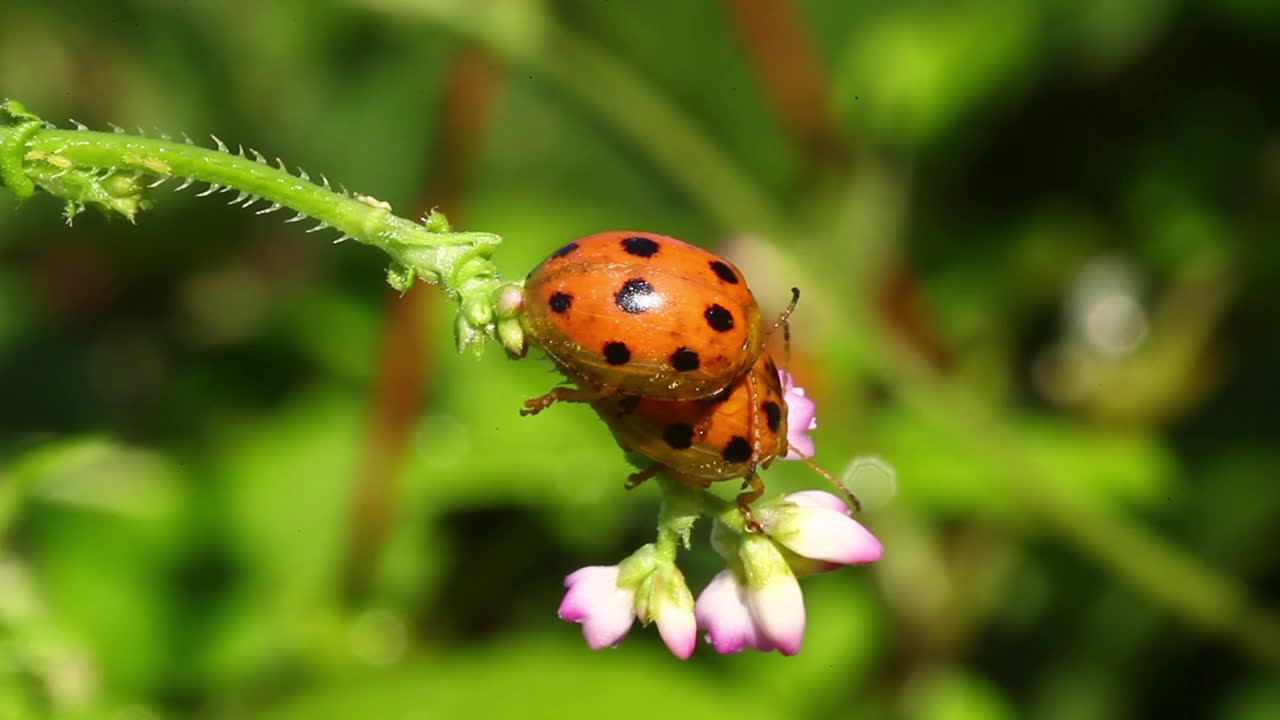 Oides decempunctatus(叶甲虫)交配视频素材