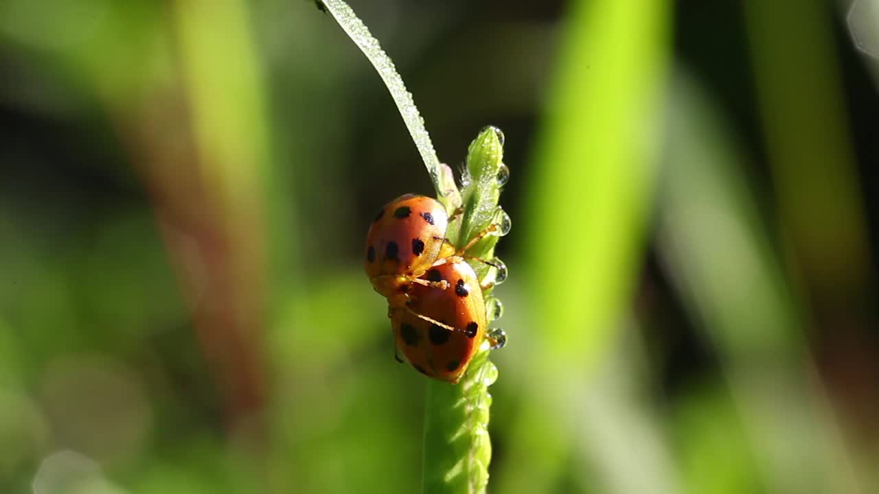 Oides decempunctatus(叶甲虫)交配视频素材