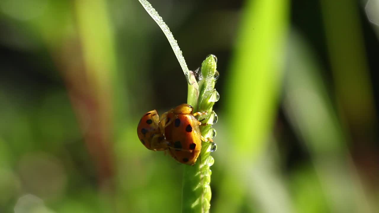 Oides decempunctatus(叶甲虫)交配视频素材