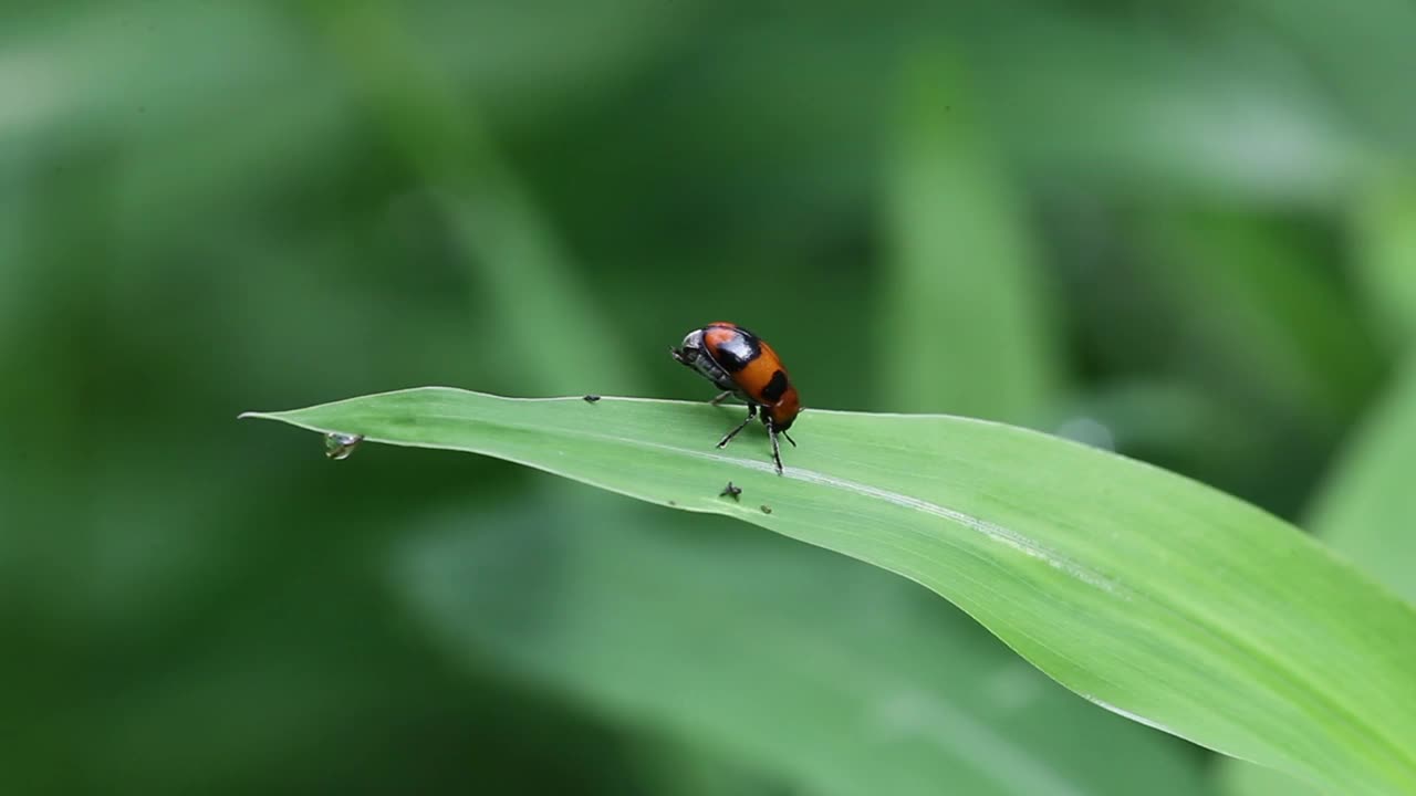 菲索斯马拉格迪纳尼格里弗龙（叶甲虫）视频素材