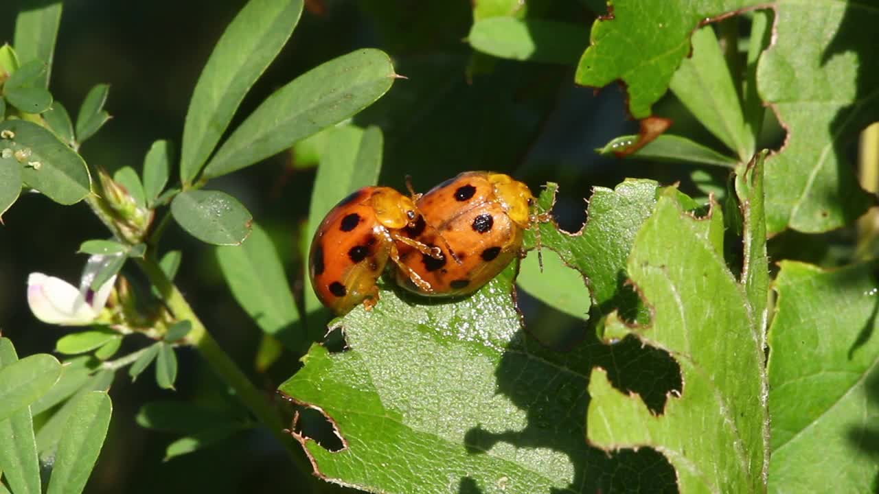 Oides decempunctatus(叶甲虫)交配视频素材