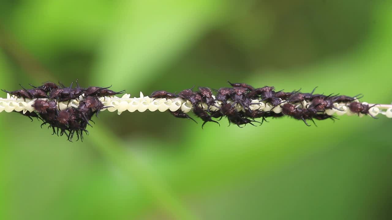 蚁狮幼虫(蜻蜓)视频素材