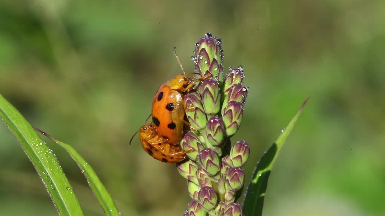 Oides decempunctatus(叶甲虫)交配视频素材