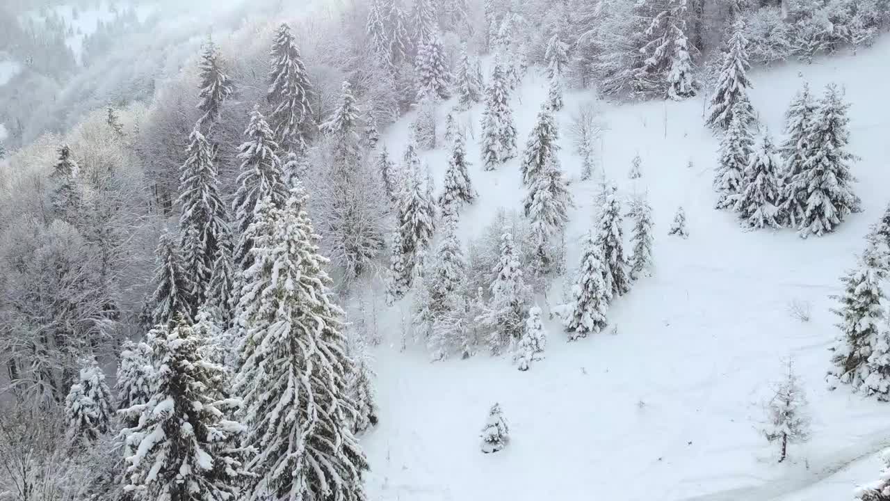 冬天，山坡上长着被白雪覆盖的树木。小雪在空中飞舞。寒冷的清新和美丽的冬季景观。视频素材