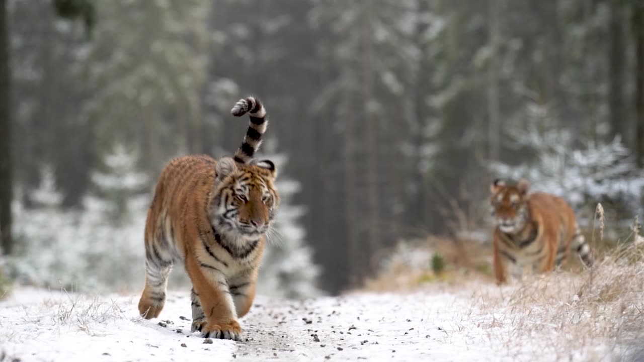 两只老虎在雪林里，走在小路上。慢动作记录在100fps。视频素材画面1