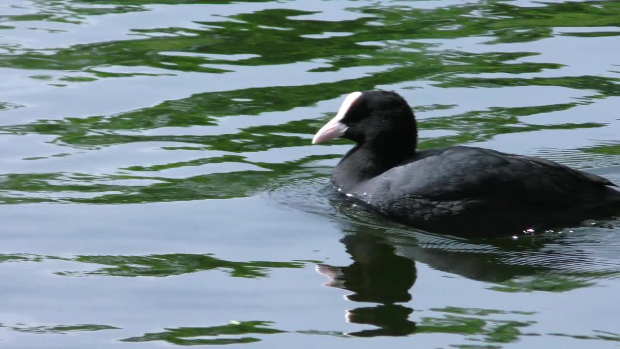 鸭子浮在水面上。视频素材