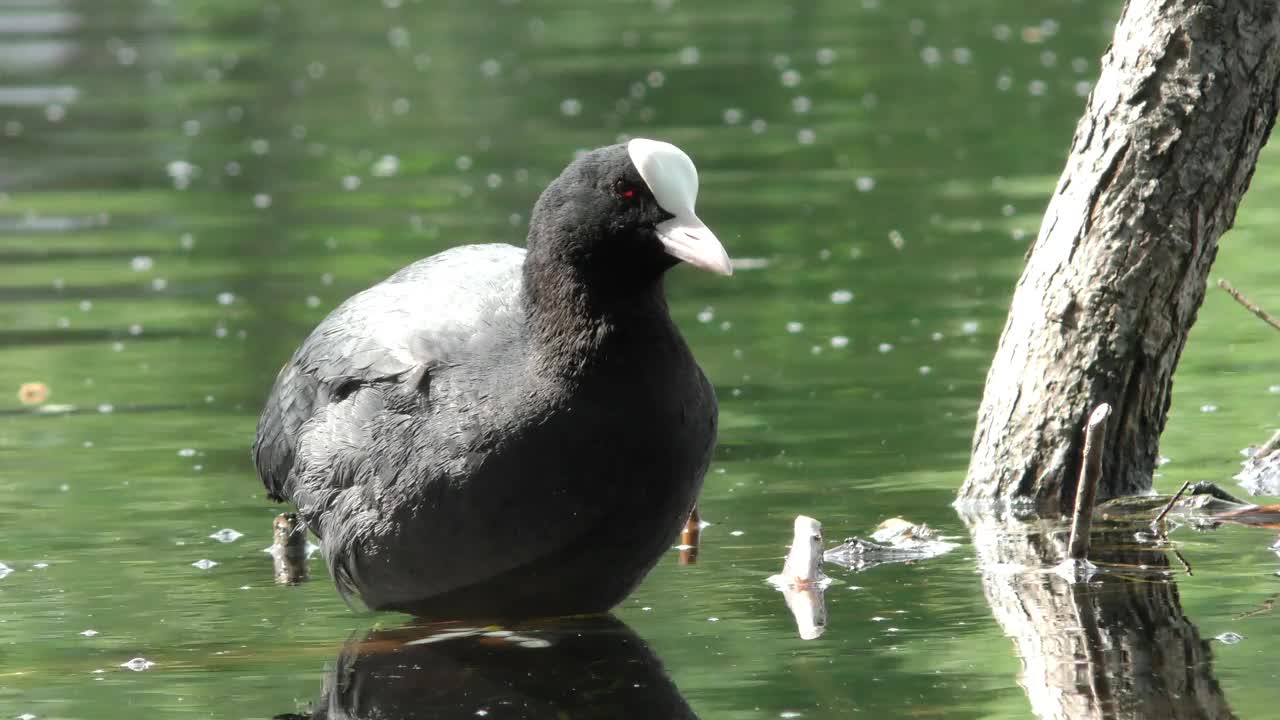 鸭子浮在水面上。视频素材