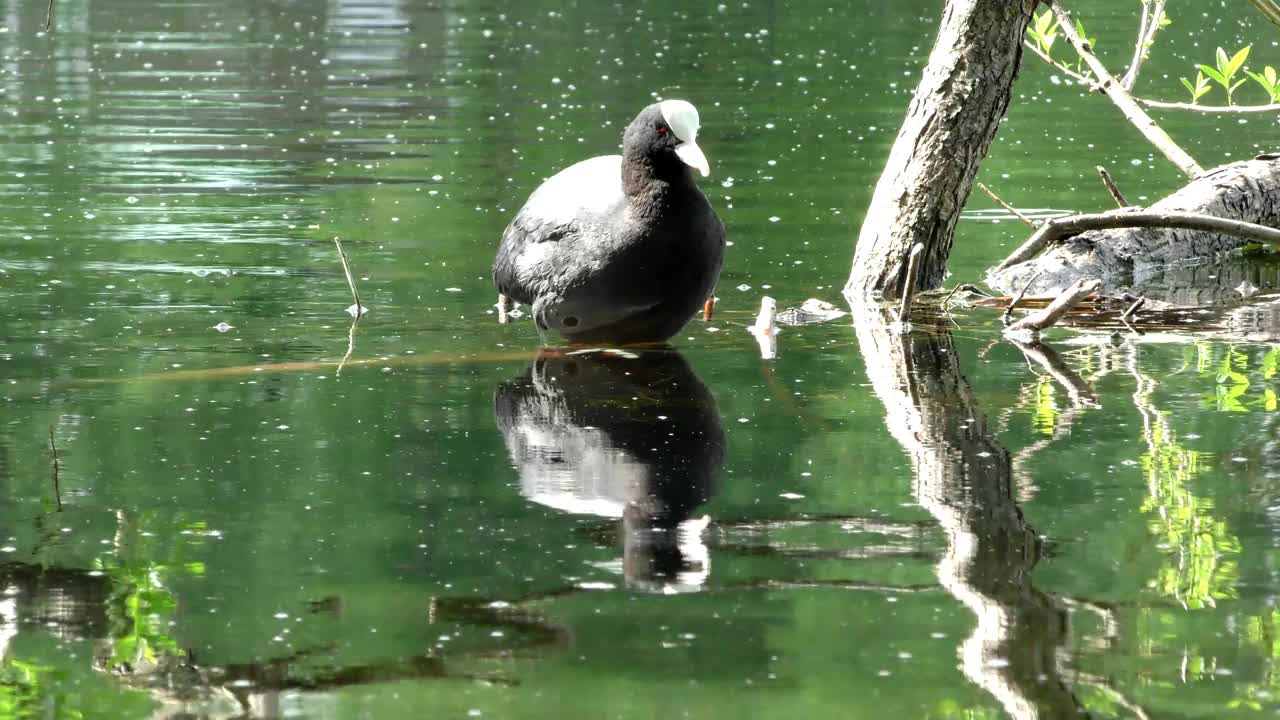 鸭子浮在水面上。视频素材