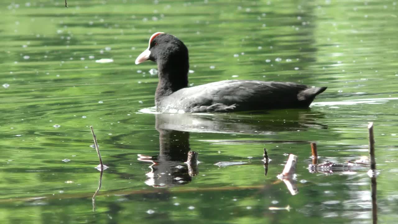 鸭子浮在水面上。视频素材