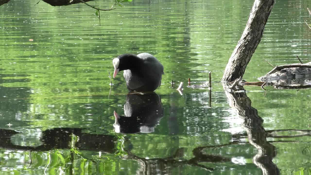 鸭子浮在水面上。视频素材