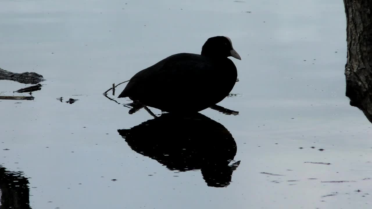 鸭子浮在水面上。视频素材