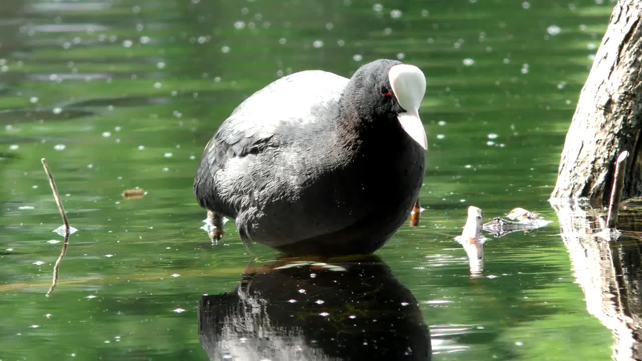 鸭子浮在水面上。视频素材