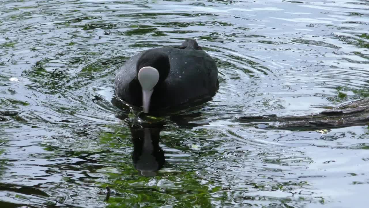 鸭子浮在水面上。视频素材