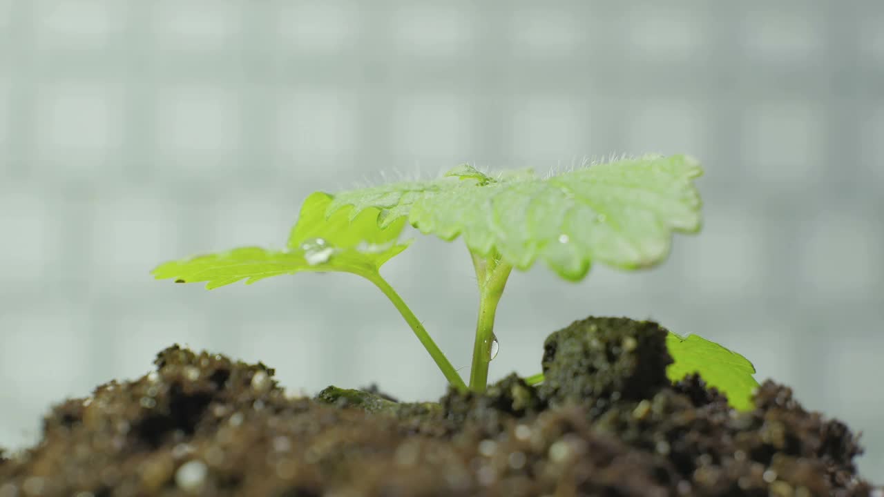 肥沃土壤上的小芽视频素材