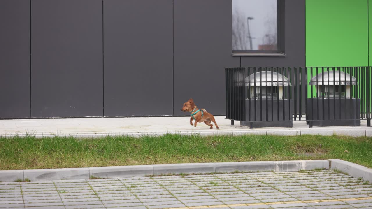 快乐的棕色腊肠犬奔向他的男主人视频素材