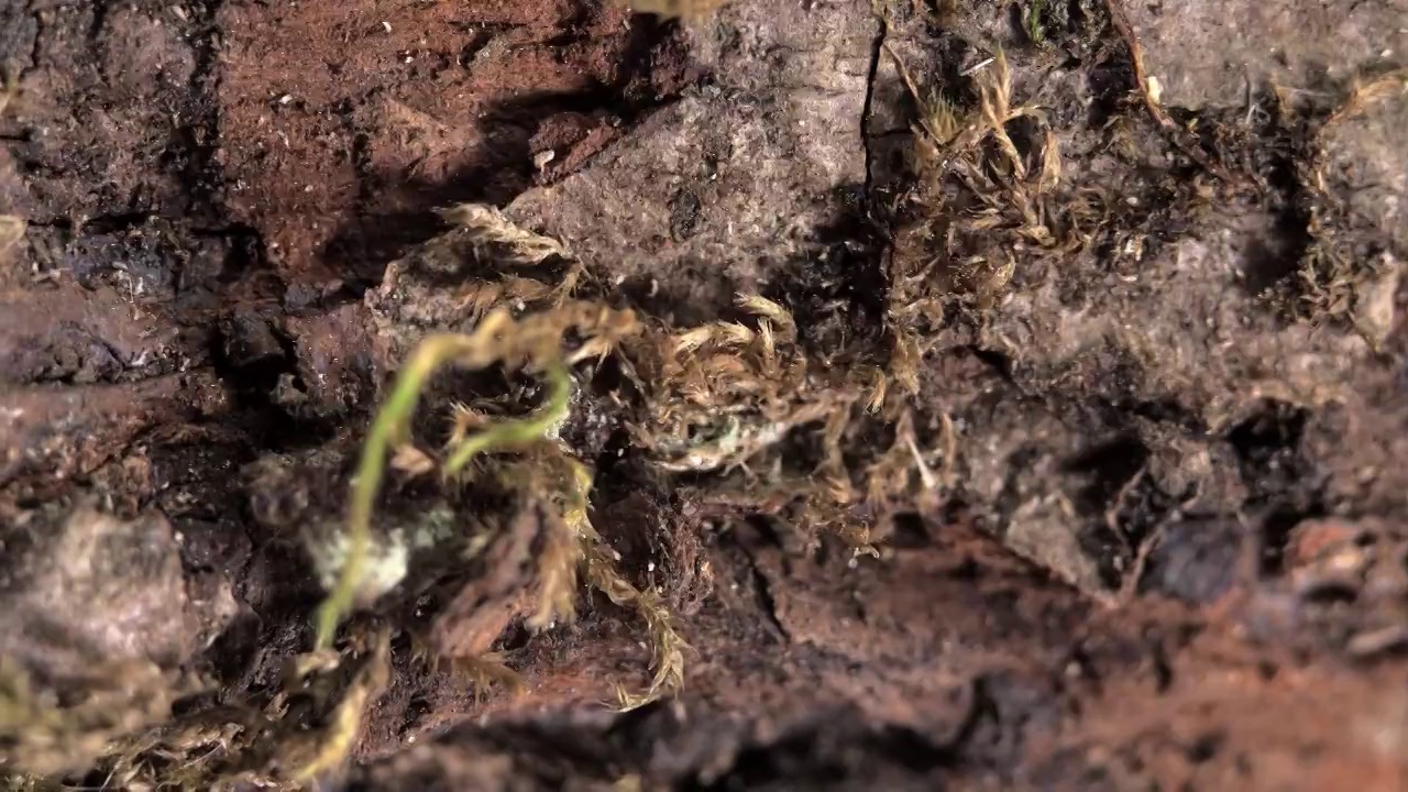 长满苔藓的老树的树干。视频素材