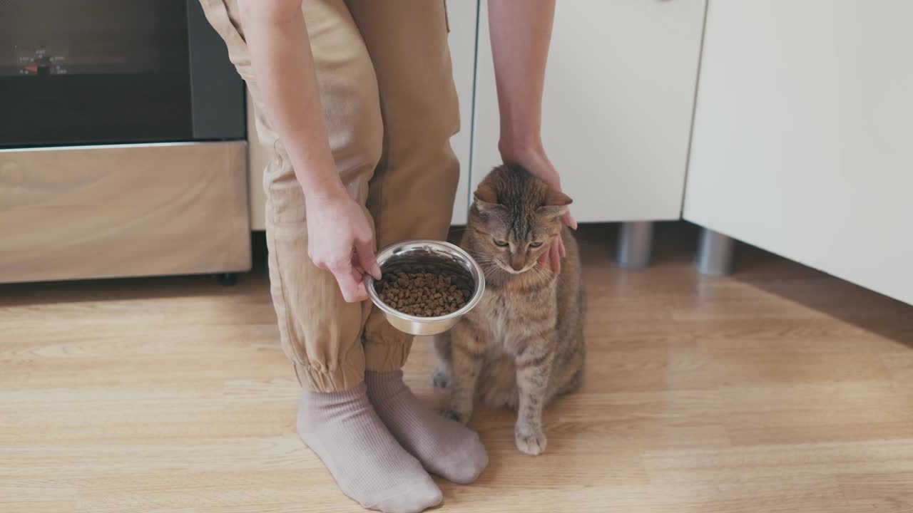 家猫不吃东西。视频素材