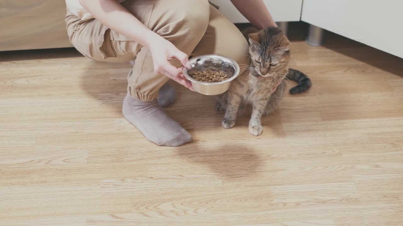 家里的女人给猫一个盛有食物的碗。视频素材