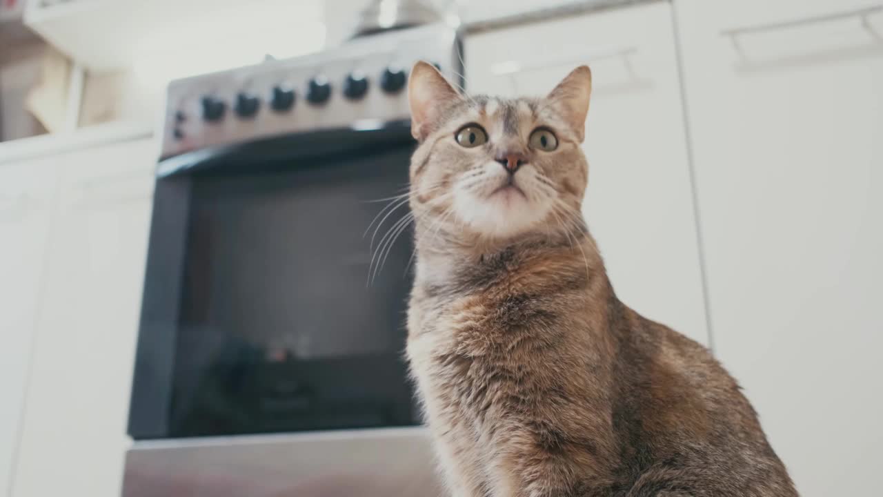 女手给猫一碗食物，pov。视频素材