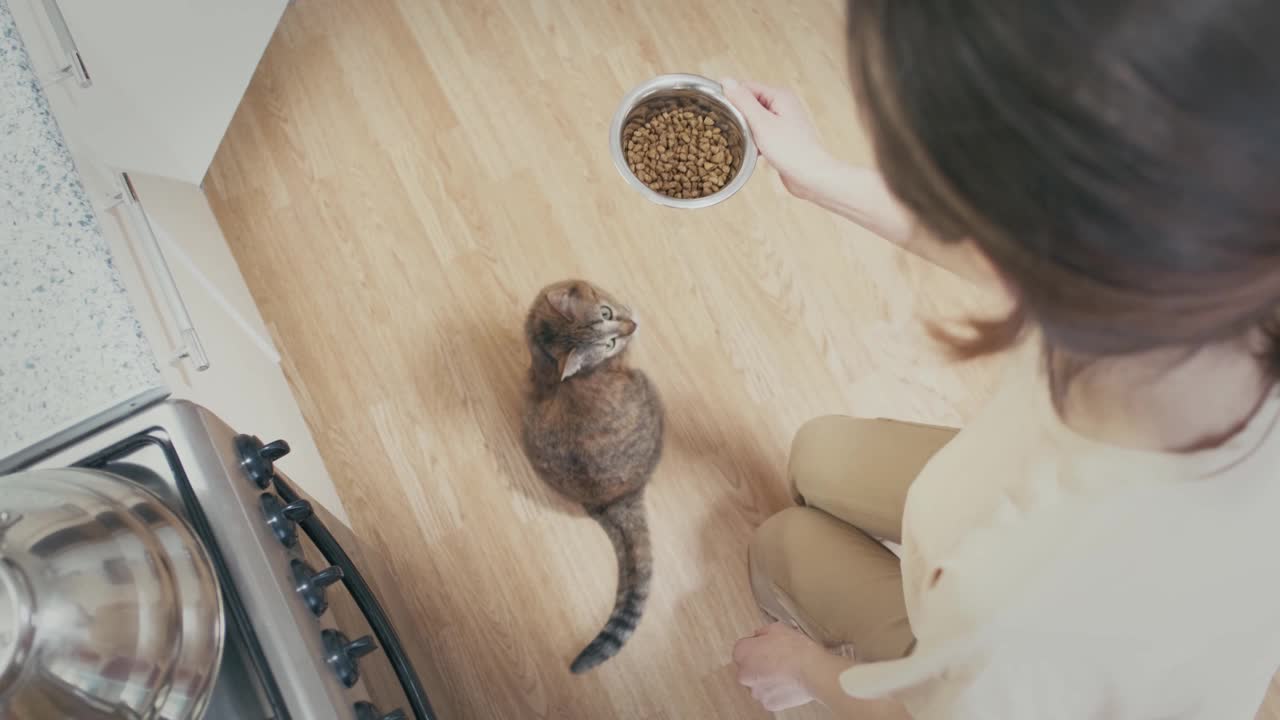 在家里，女人给猫一碗食物。视频素材