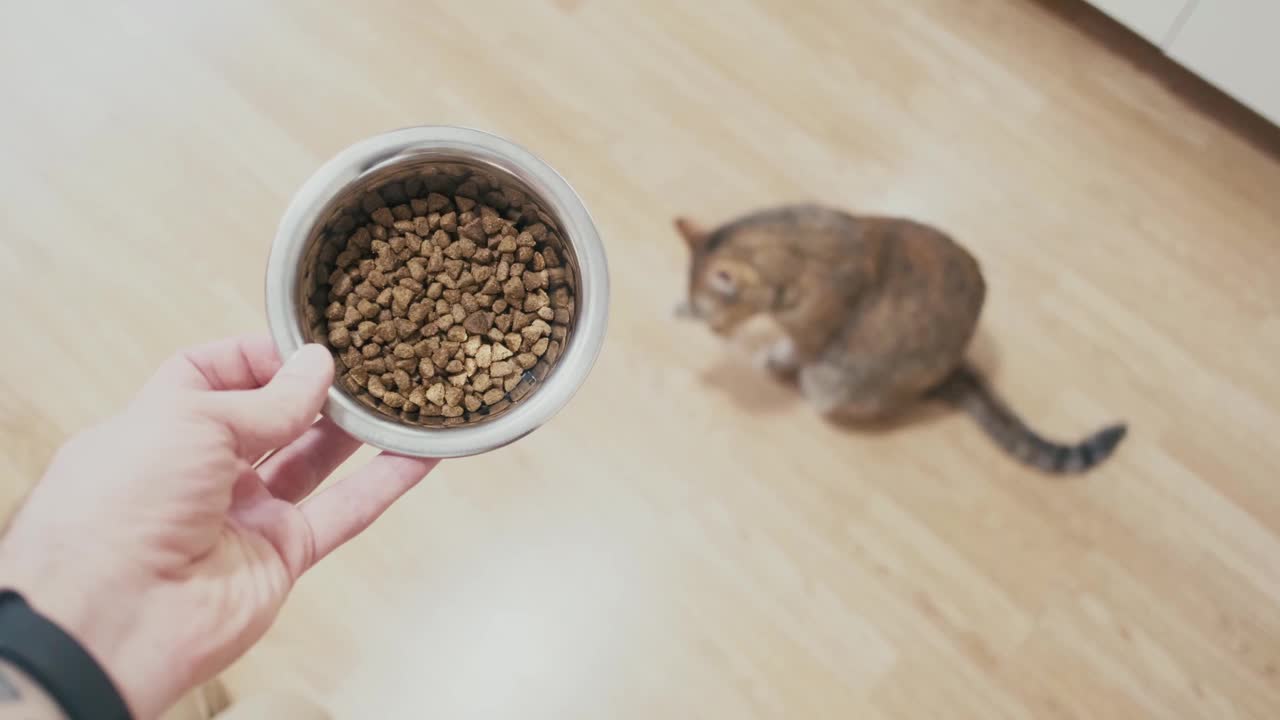 男人给猫一碗食物，pov。视频素材