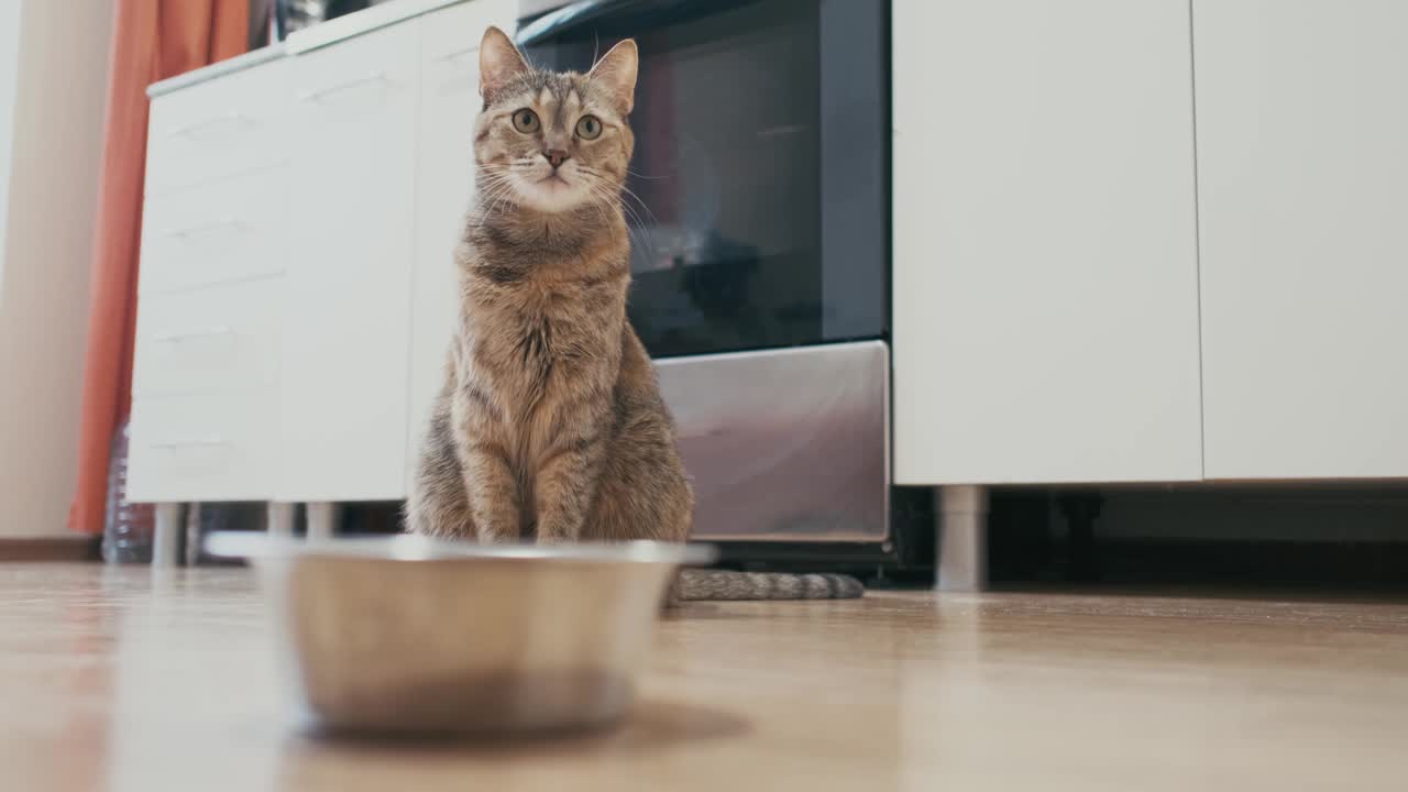 猫坐着看着盛着食物的碗。视频素材