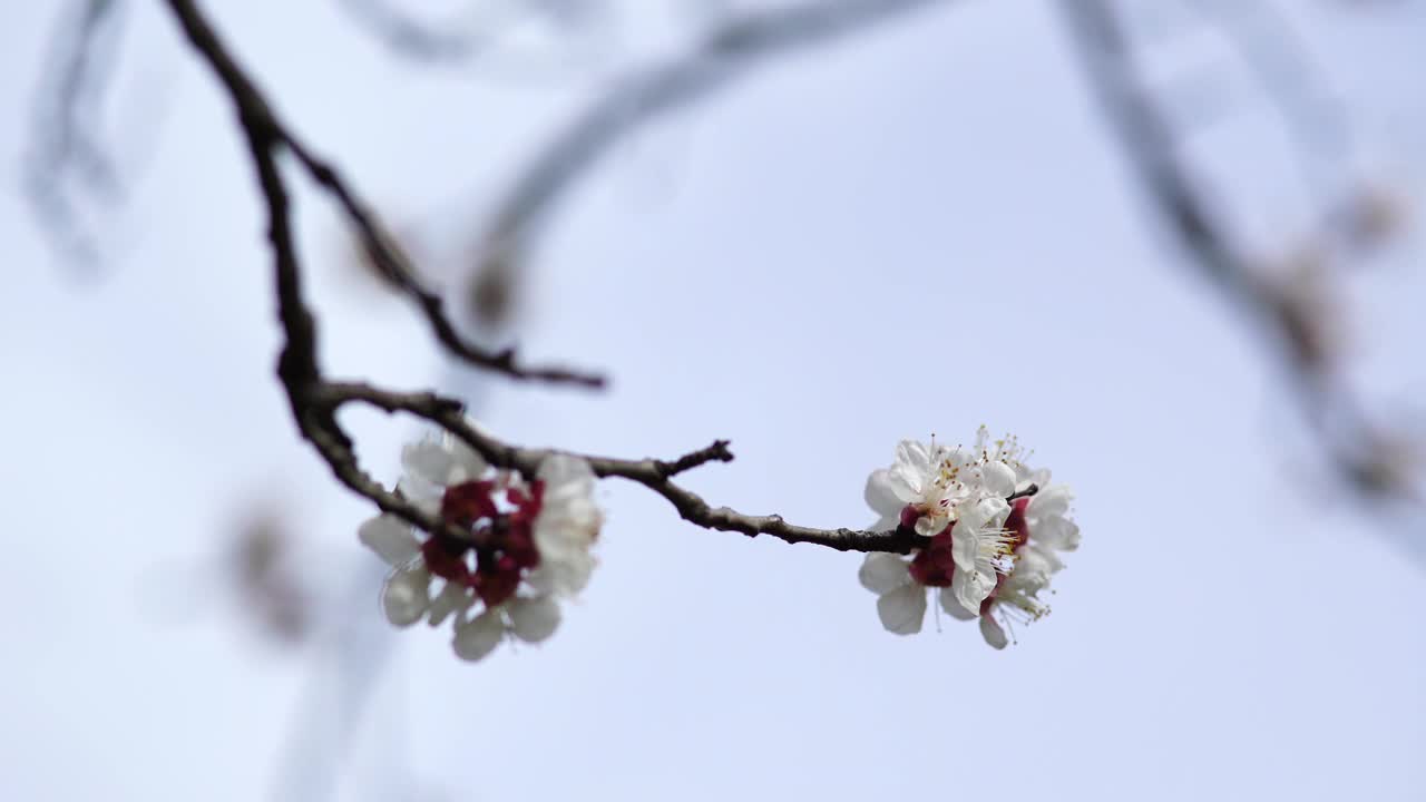 树上的花朵视频素材