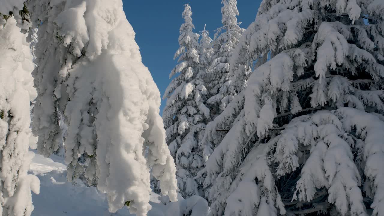 摄影:冬日森林——白天，阳光在白雪覆盖的树木间闪耀视频素材