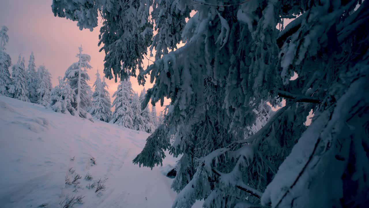 摄影:冬日森林——白天，阳光在白雪覆盖的树木间闪耀视频素材