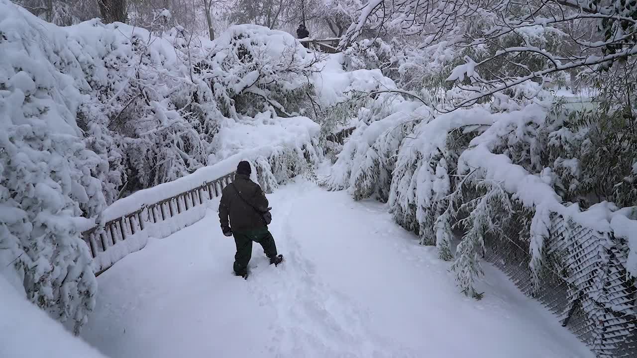 男人走在全雪的公园里，雪白的风景。Filomena风暴。缓慢的运动。第三章西班牙马德里。视频素材