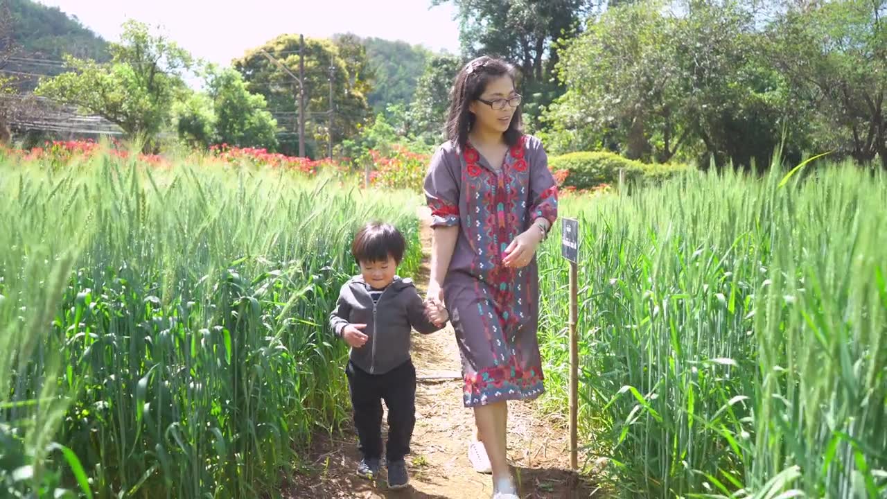 小男孩牵着妈妈的手，走在麦田里视频素材画面1