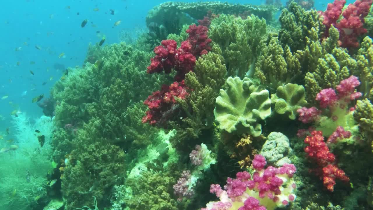 与热带鱼在克里岛珊瑚花园附近水下游泳，拉贾安帕。印度尼西亚巴布亚岛的海底珊瑚礁野生动物。视频素材