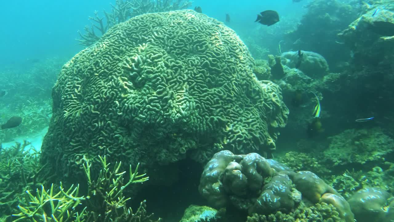 珊瑚花园水下景观海绵和热带鱼在克里岛，拉贾安帕。印度尼西亚巴布亚岛的海底珊瑚礁野生动物。视频素材