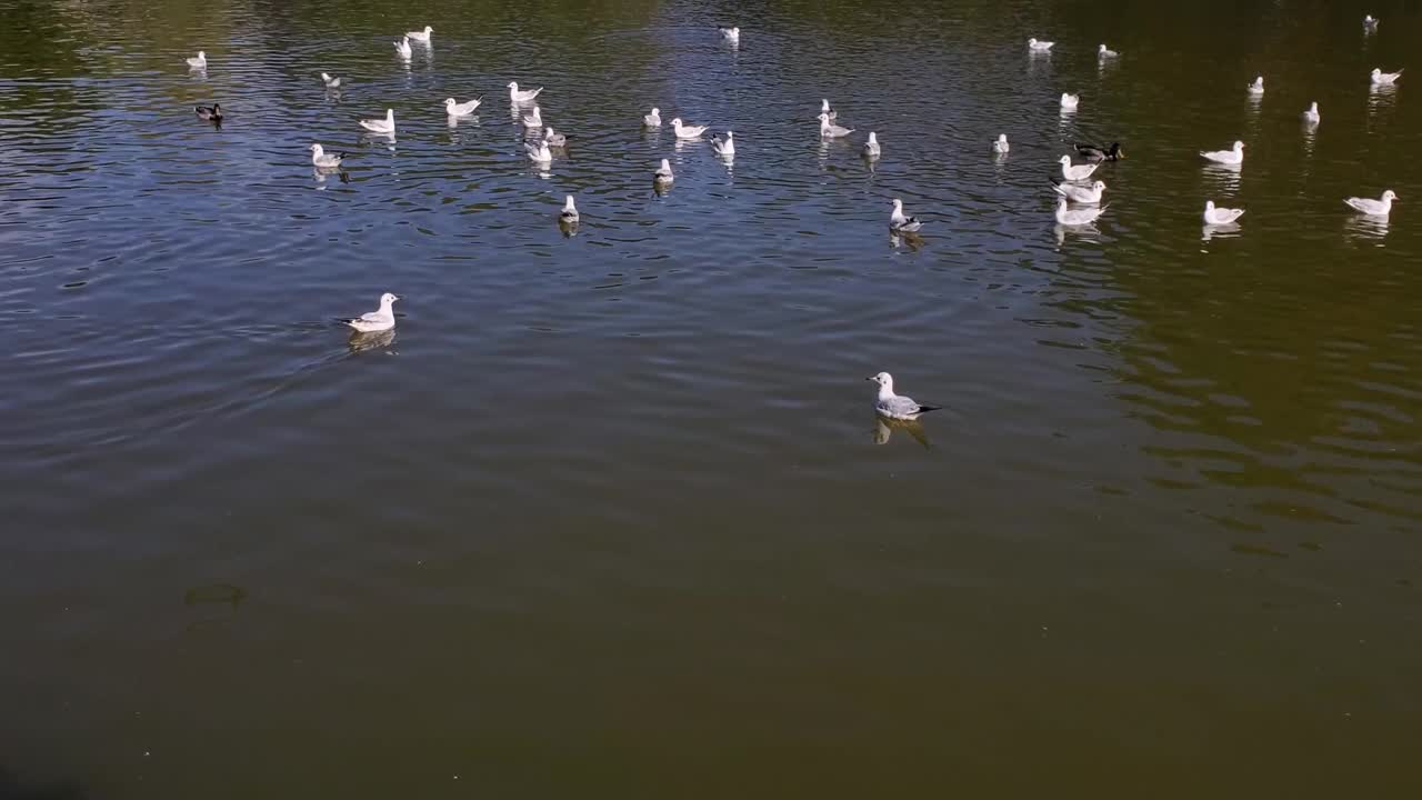 在阳光明媚的日子里，海鸥静静地在池塘的绿水里游泳视频素材