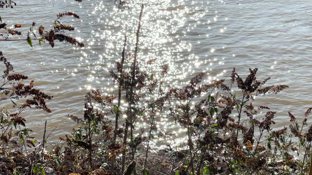 河岸植物和灌木。视频下载