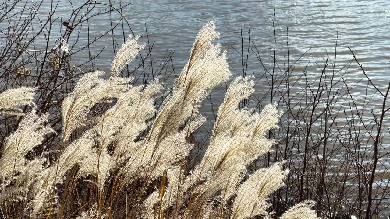 潘帕斯草在风中摇曳视频素材