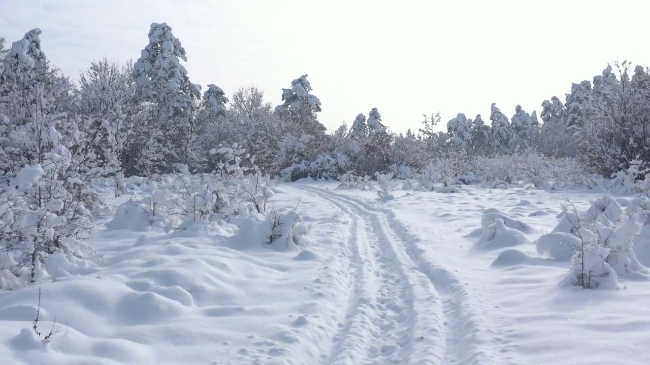 清晨雪地森林4K航拍视频视频素材