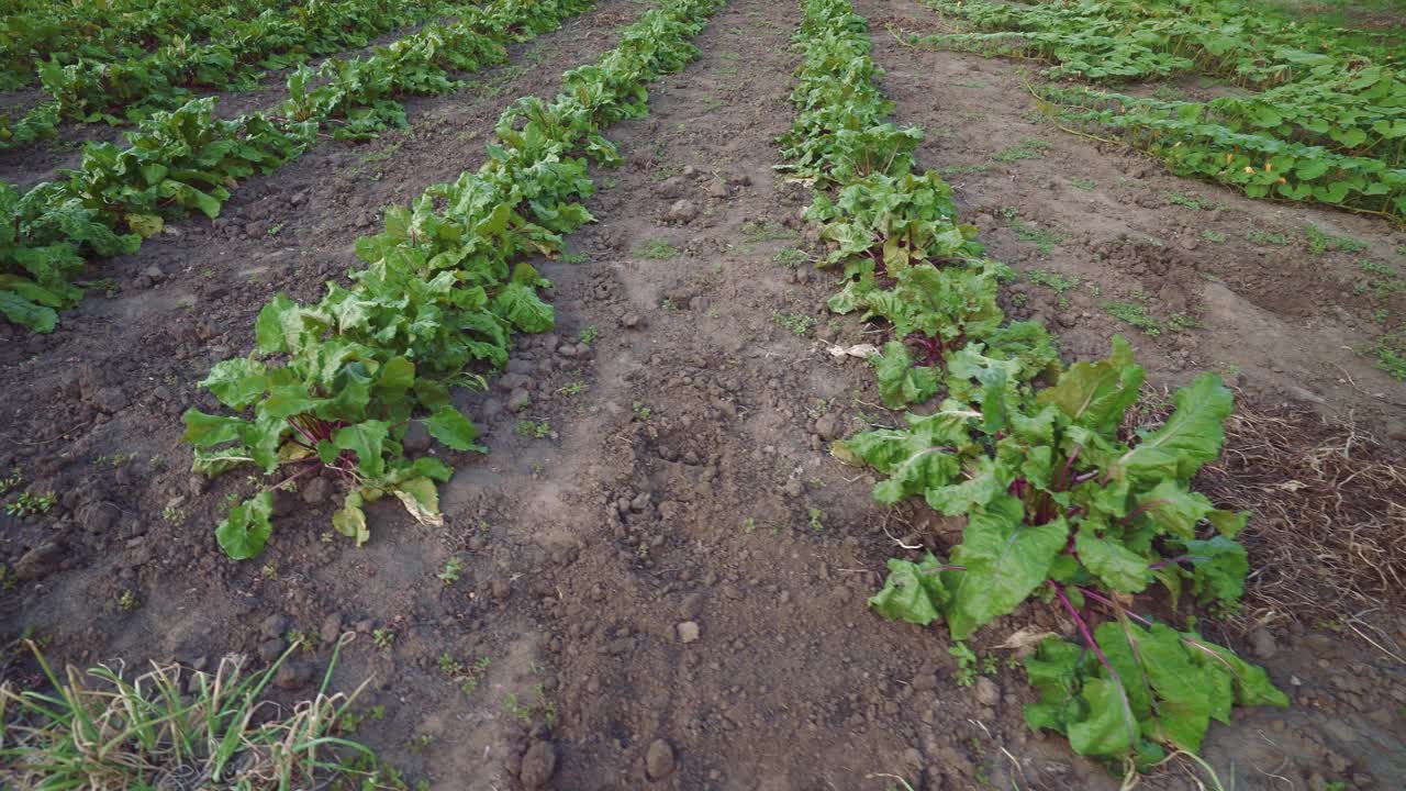 甜菜床。生长在蔬菜床上的绿色甜菜根。农村领域。甜菜种植园。视频素材