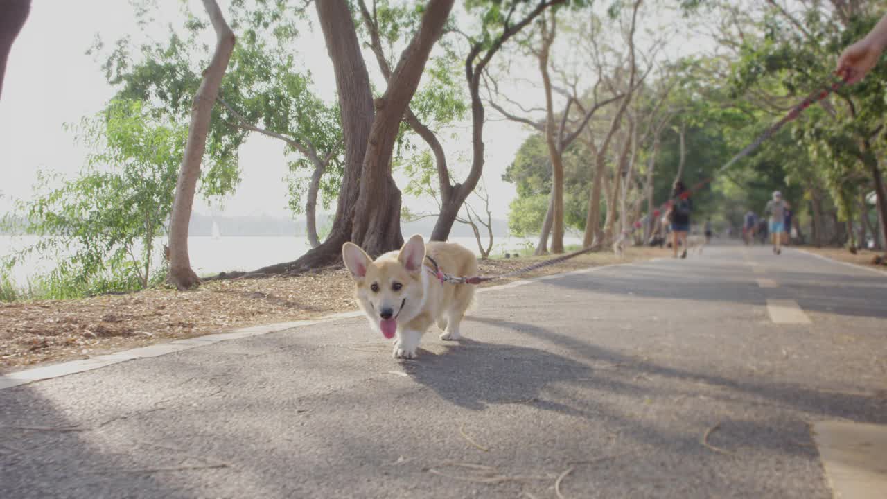 用皮带牵着的遛狗视频素材