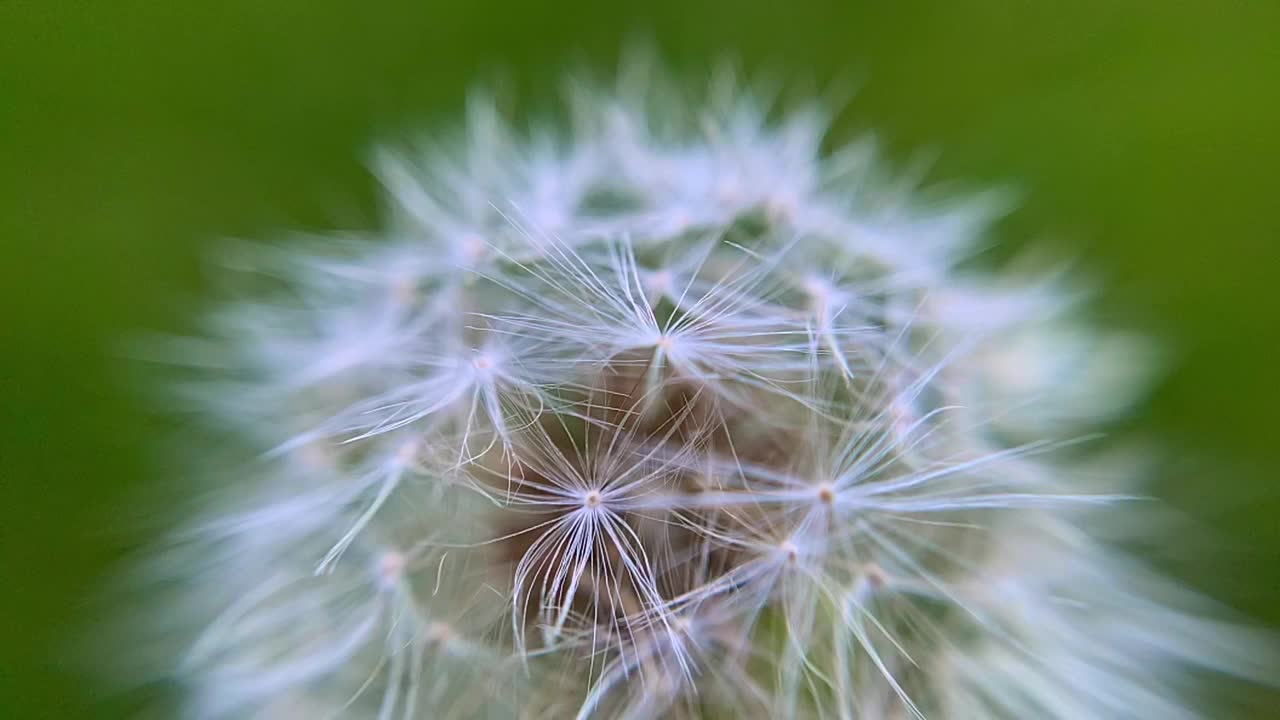 极端特写慢动作镜头蒲公英杂草花吹在风，与白色蒲公英种子沙沙在风视频下载