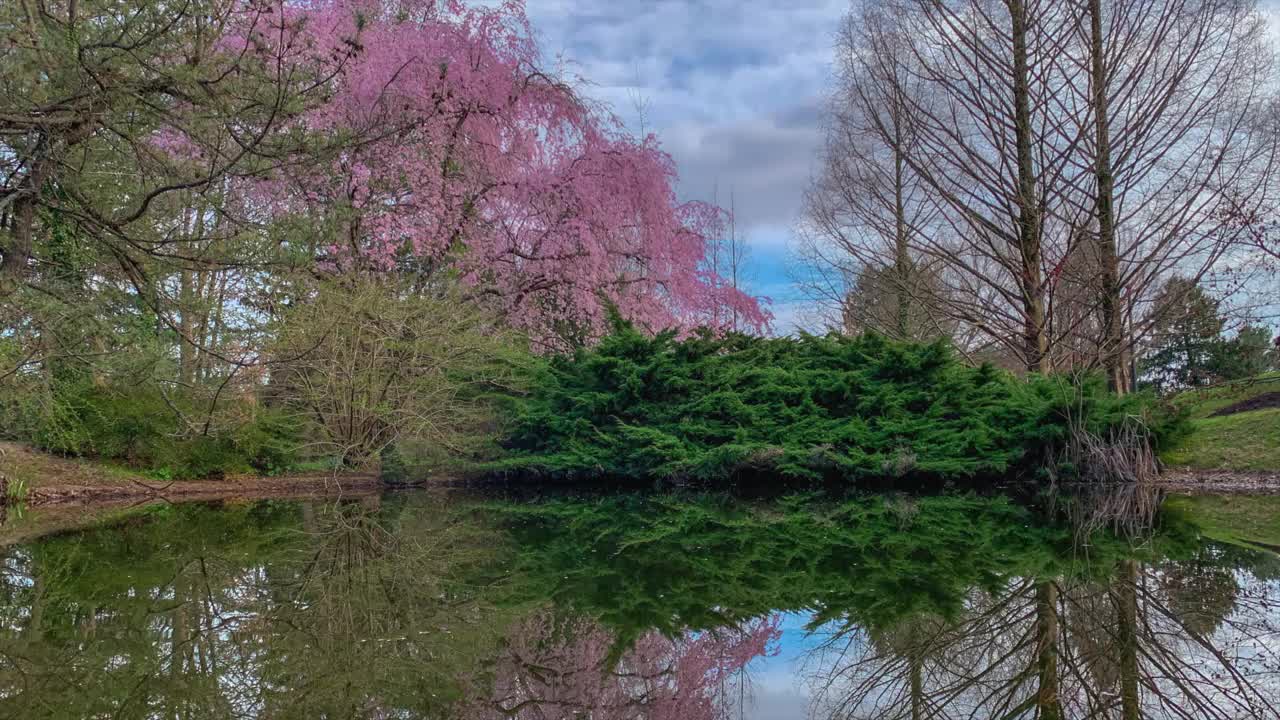 在一个阳光明媚的春天里，一个池塘与一棵粉红色的花树在背景的高速延时镜头视频下载