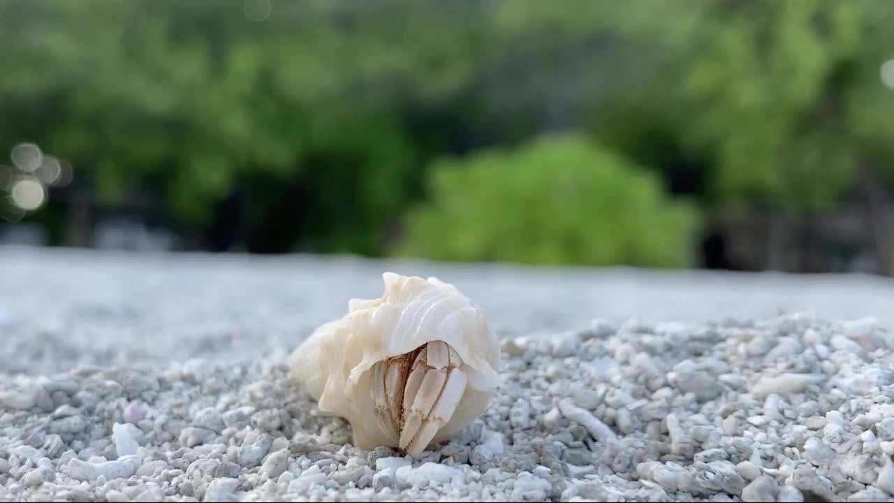 寄居蟹视频素材