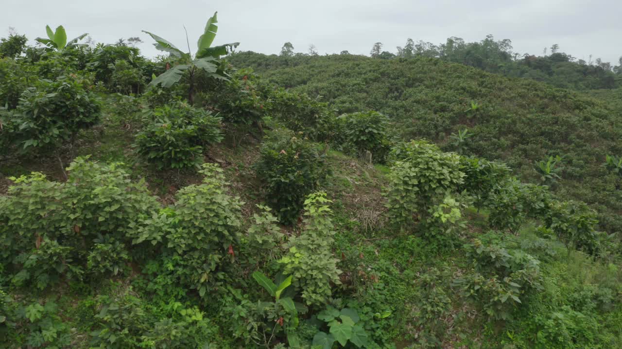 一大片可可种植园的航拍镜头视频素材