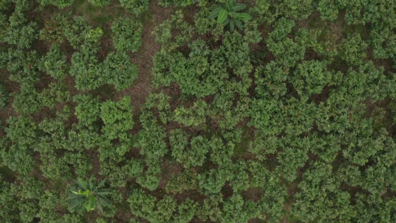 空中拍摄的可可种植园和香蕉的间作视频素材