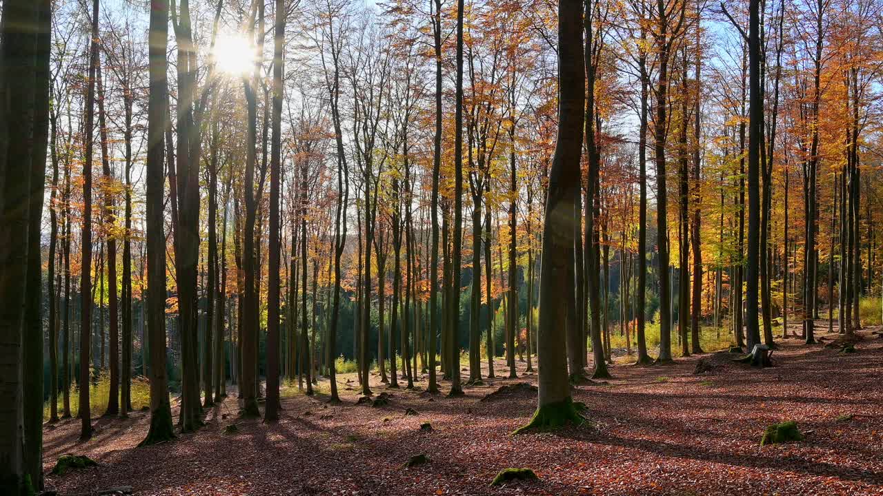 德国巴伐利亚州Spessart的秋日山毛榉树林视频素材