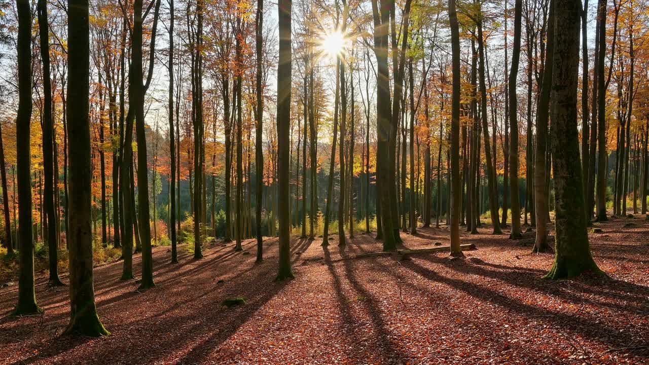 德国巴伐利亚州Spessart的秋日山毛榉树林视频素材