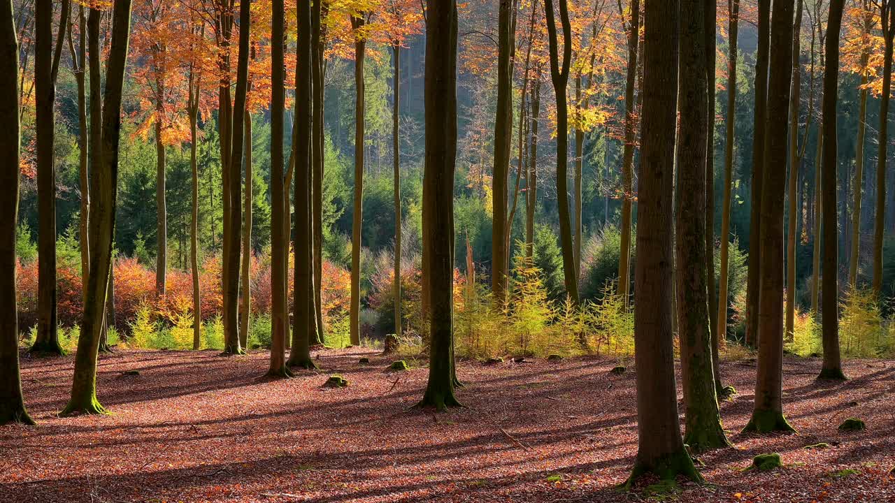 德国巴伐利亚州Spessart的秋季山毛榉林视频素材