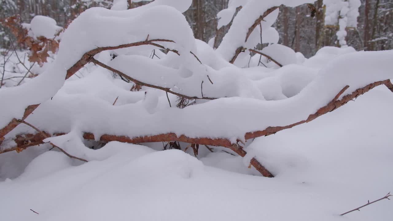 美丽的冰雪覆盖的冬季景观的森林视频下载